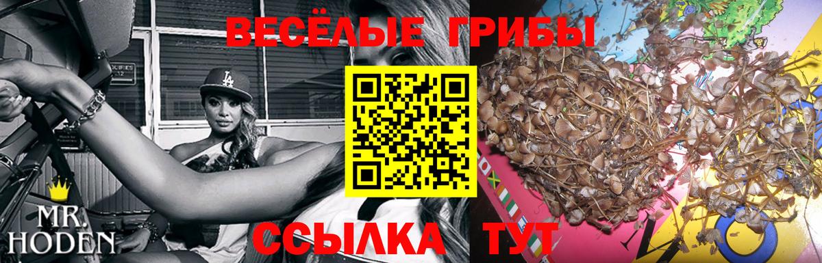 Галлюциногенные грибы Psilocybe Назарово